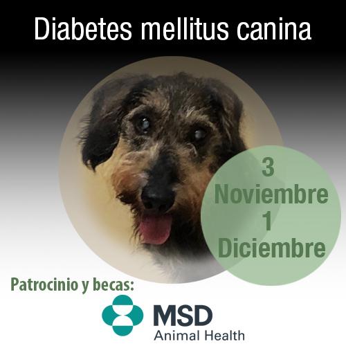 Diabetes mellitus canina