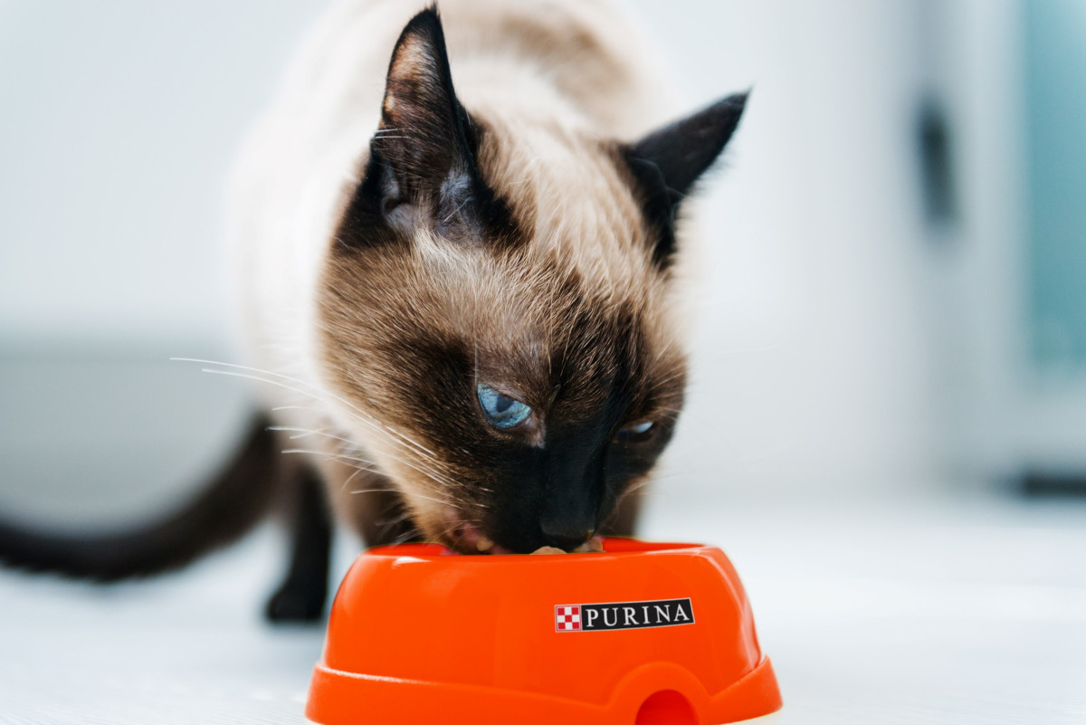 Gato y comedero Purina